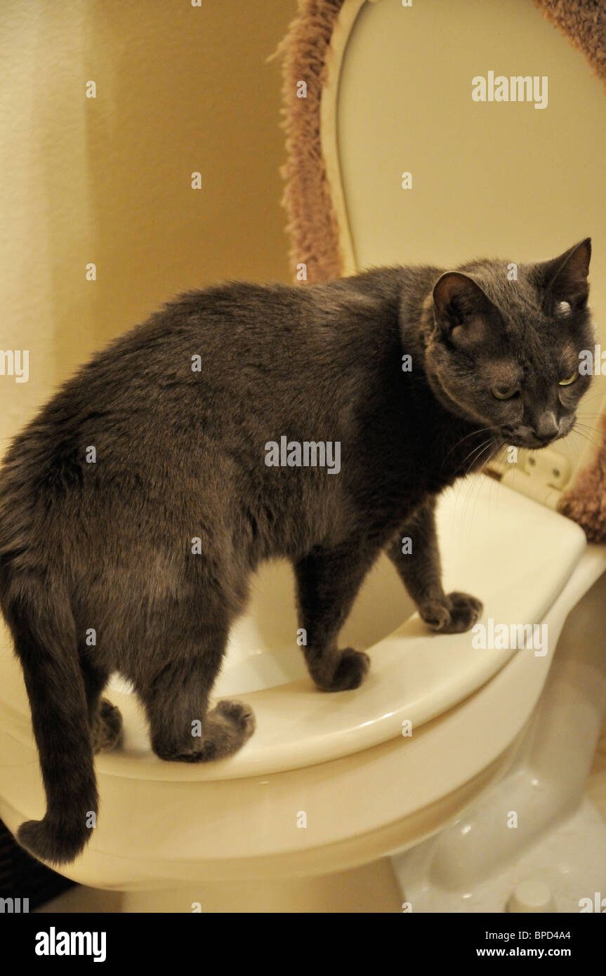 Cat on toilet drinking water Stock Photo Alamy