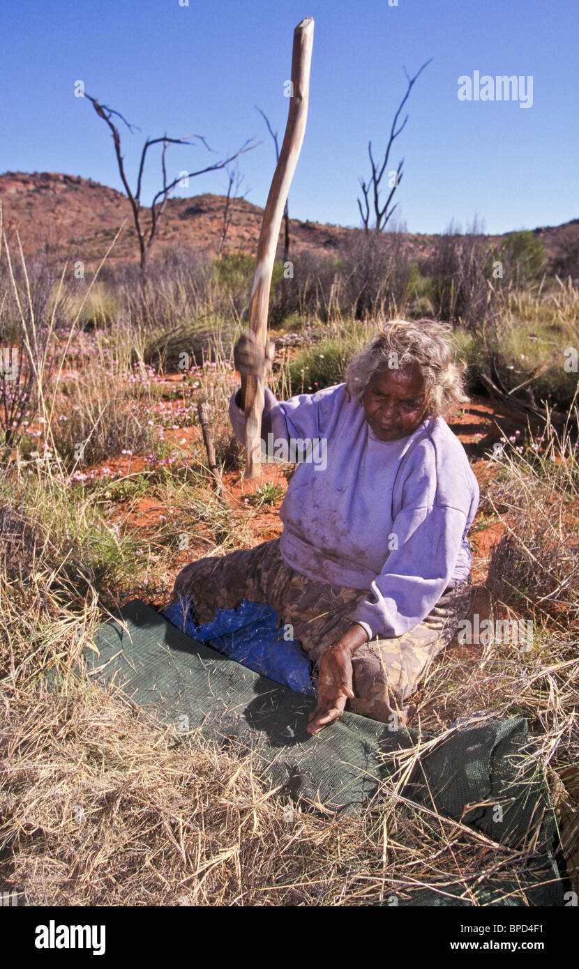 Making 'kiti' or bush glue, Australia Stock Photo Alamy