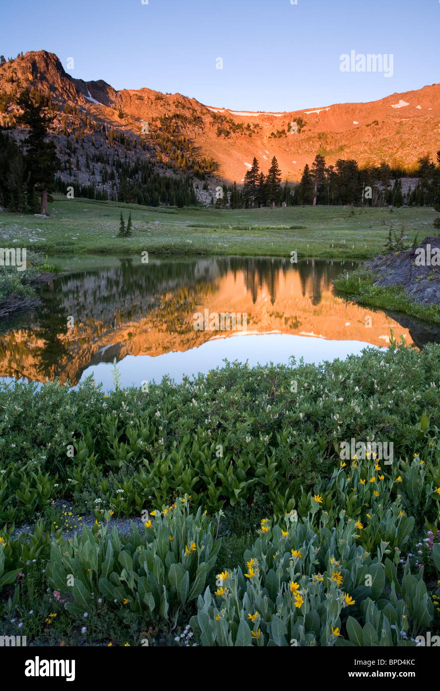 Sunrise in Sierra Nevada reflected in pond near Carson Pass, Mokelumne Wilderness, California Stock Photo
