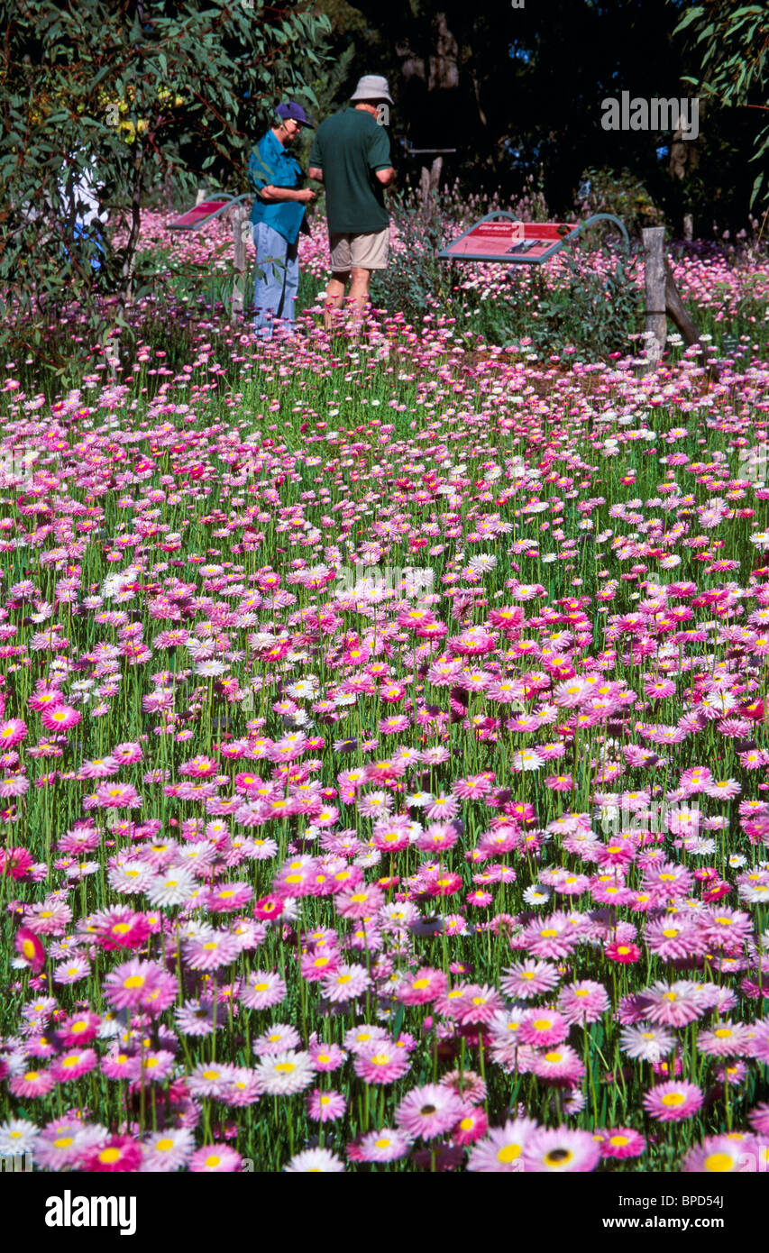 Spring wildflower festival in “Kings Park” Perth Australia Stock Photo