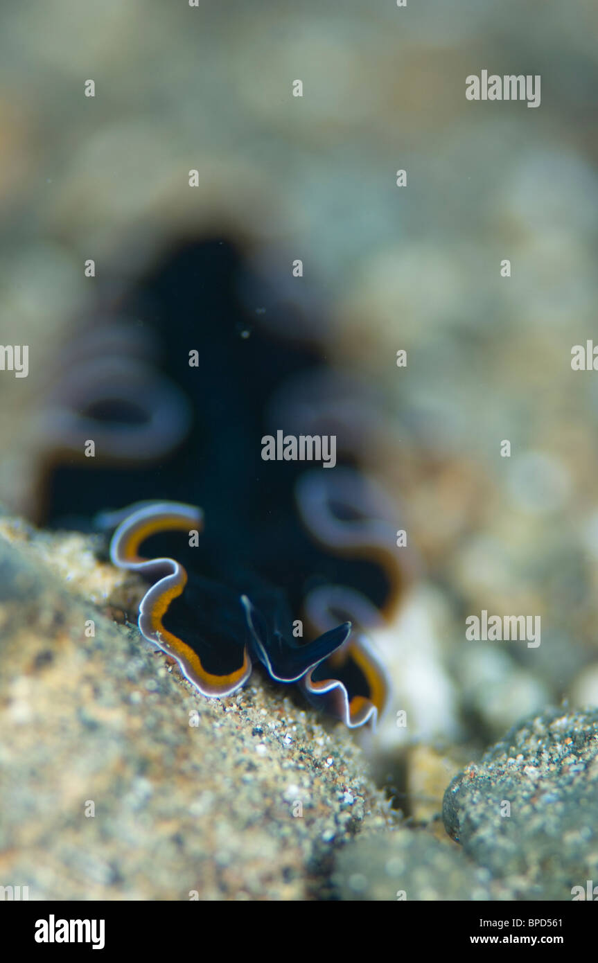 Flatworm, Pseudobiceros hancockanus, Anilao, Solo, Anilao Mabini, Batangas, Philippines Stock Photo