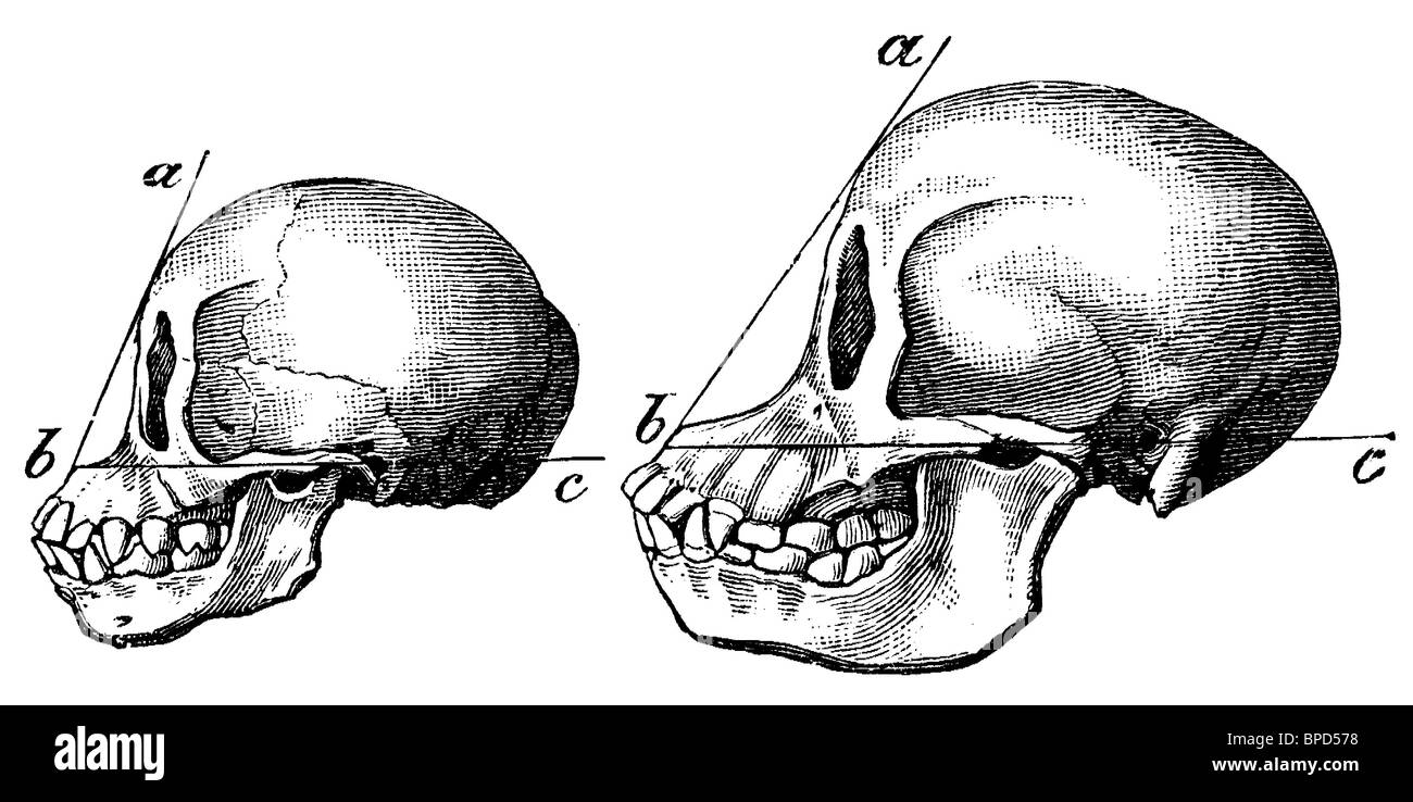 OrangUtan, scull at the age of two (left) and four (right), Pongo