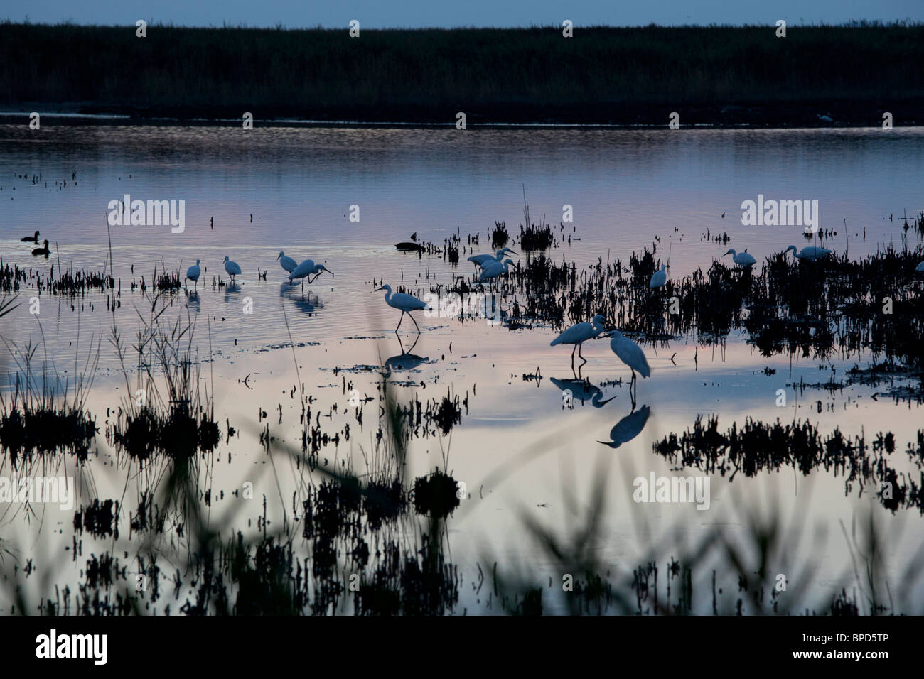 The Little Egrets (Egretta garzetta) in the Camargue natural reserve at sunrise, Arles, South of France Stock Photo