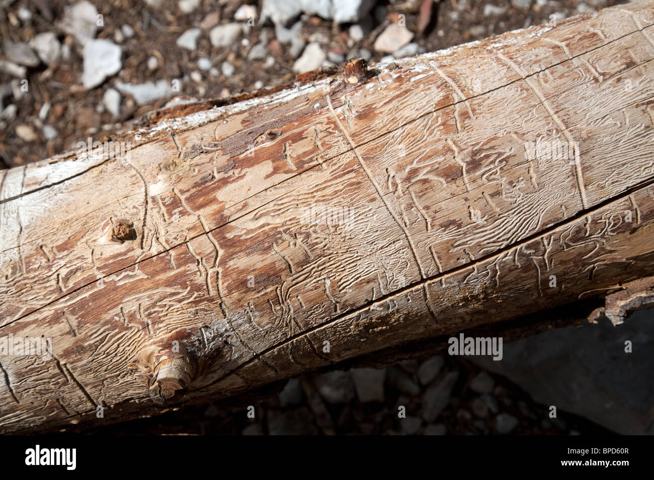 The effects of wood boring beetle on a log, Nevada USA Stock Photo
