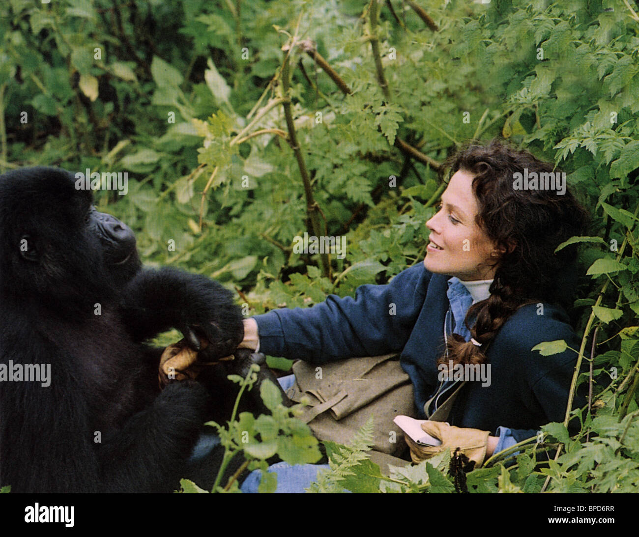 Gorillas In The Mist 1988 High Resolution Stock Photography and Images ...