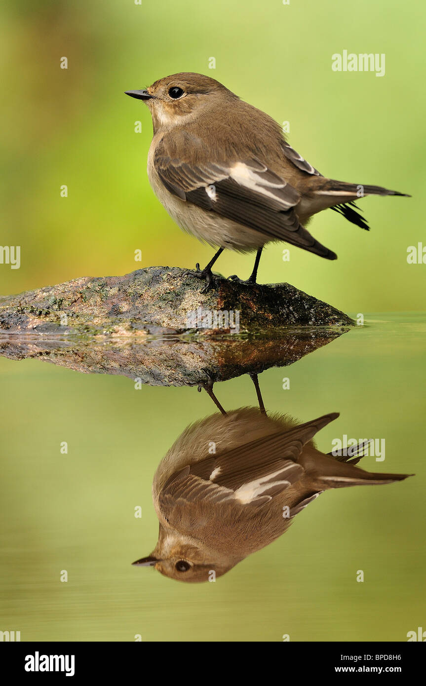 Pied Flycatcher (Ficedula hypoleuca)reflected in the water. Stock Photo