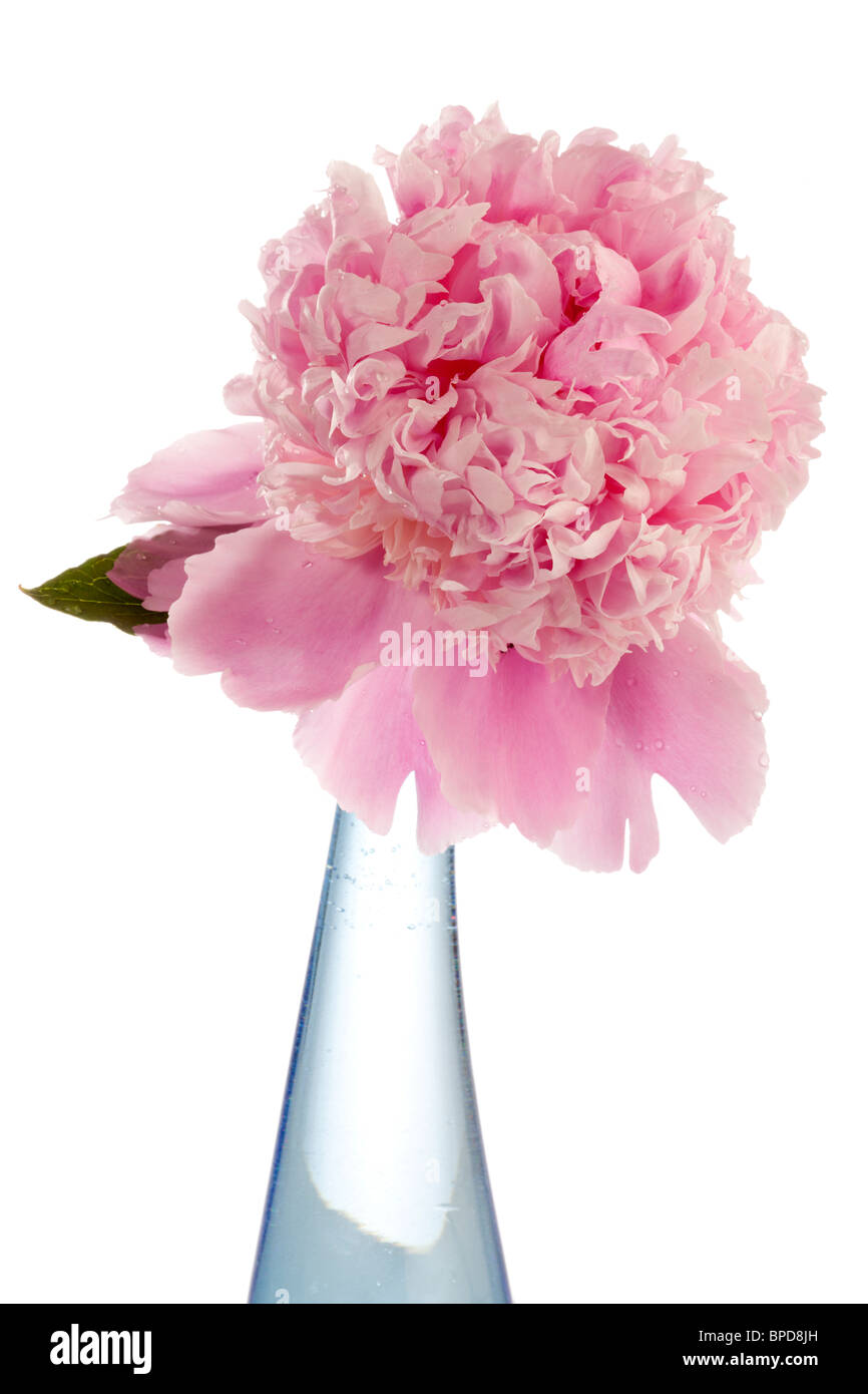 Pink peony in blue glass vase on white background Stock Photo