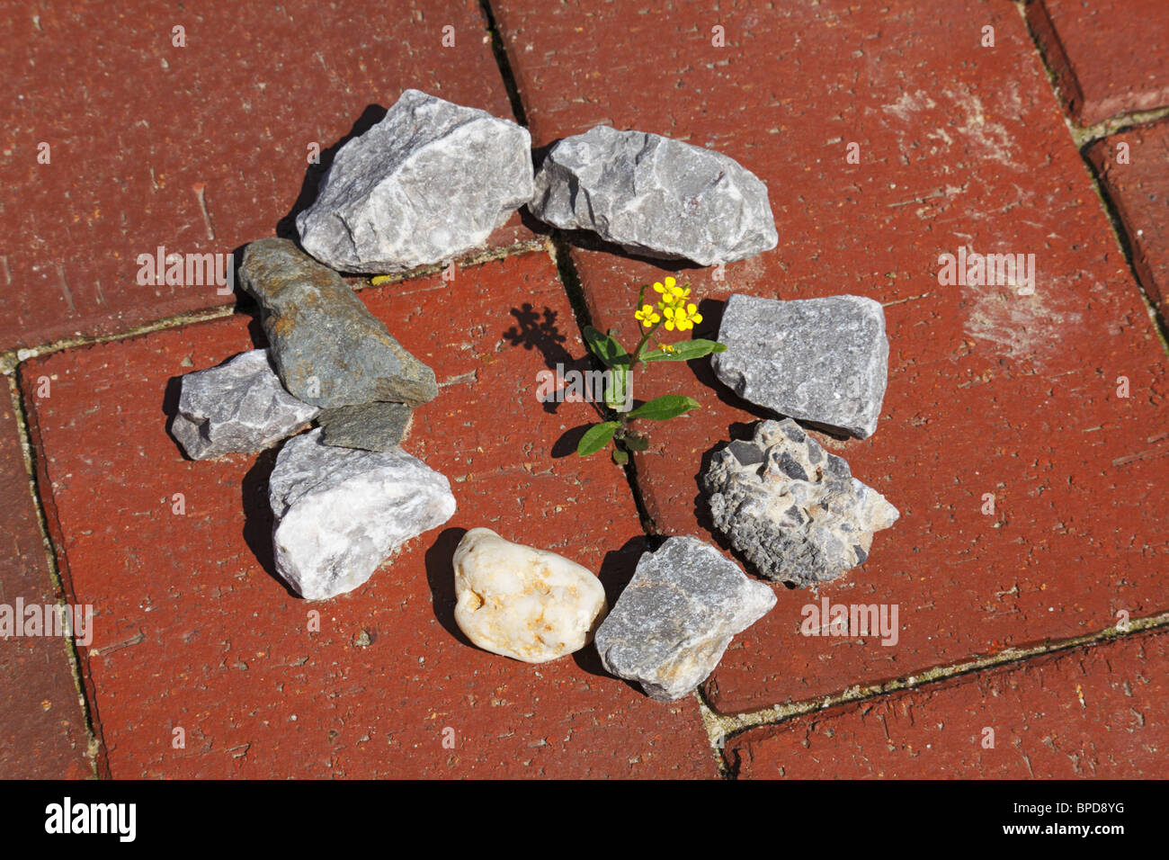 nature, plant life, symbolism, blooming plantlet grows through a gap