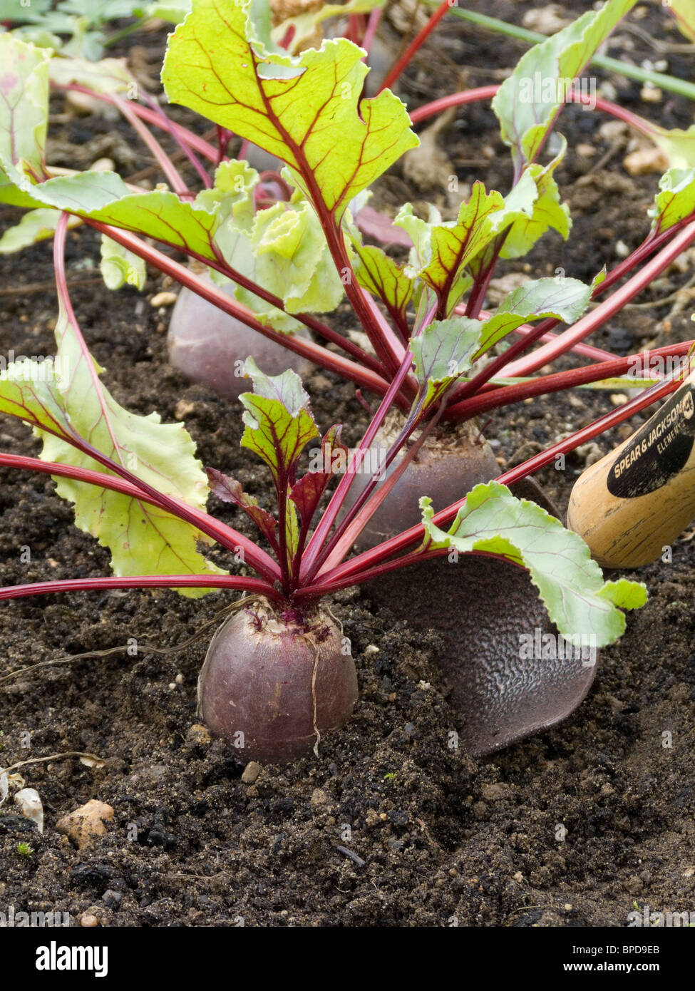 Ready to be lifted beet in soil hires stock photography and images Alamy