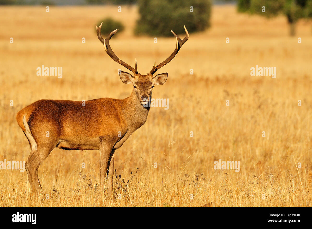 Deer roaring (Cervus elaphus) in the National Park of Cabañeros, in Spain. Stock Photo