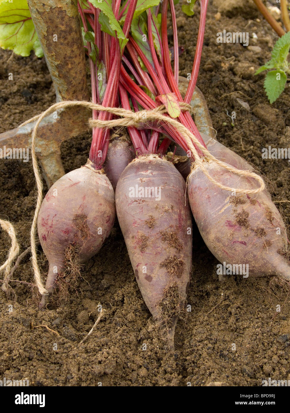 Home grown beetroot showing the beet and leaves. Bunch tied with string ...