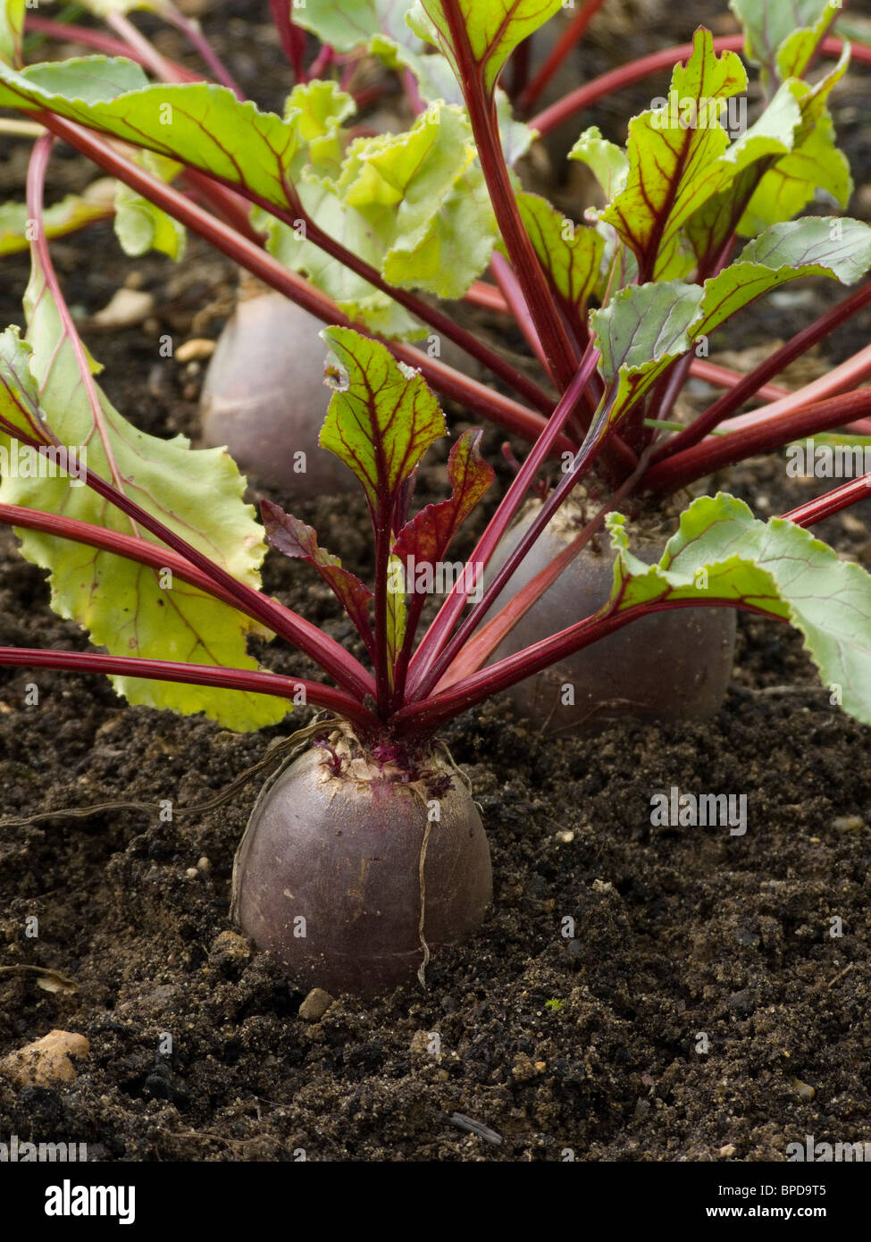 Home grown beetroot growing in the ground waiting to be lifted Stock Photo