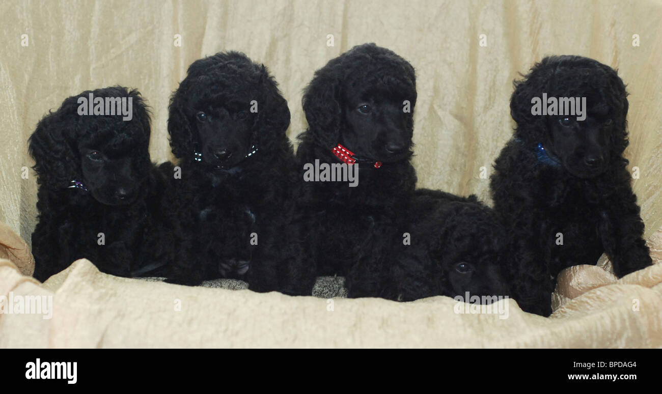 5 one month old black miniature poodle puppies facing camera. Stock Photo