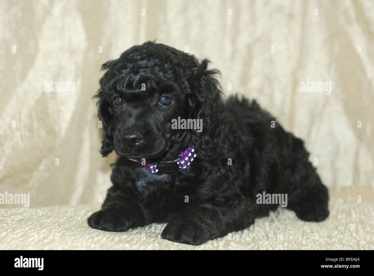 A one month old black miniature poodle puppies facing camera. Stock Photo