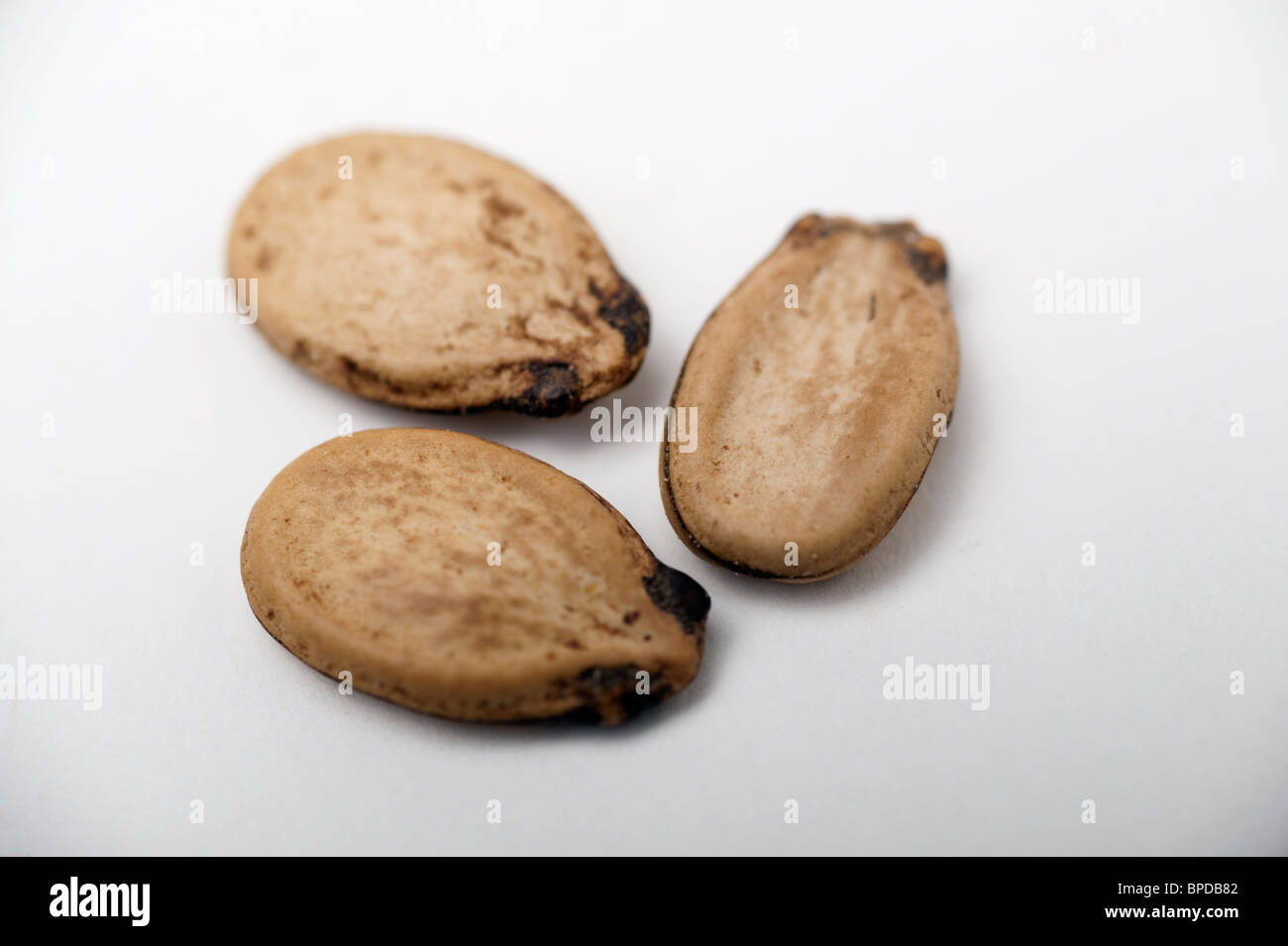 Roasted unshelled watermelon seeds On white Background Stock Photo Alamy