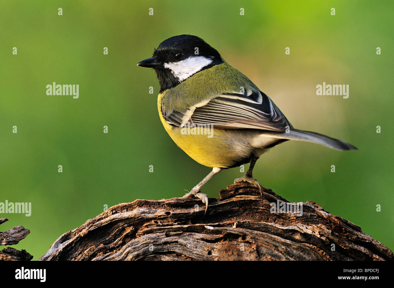 Great tit (parus major) Stock Photo