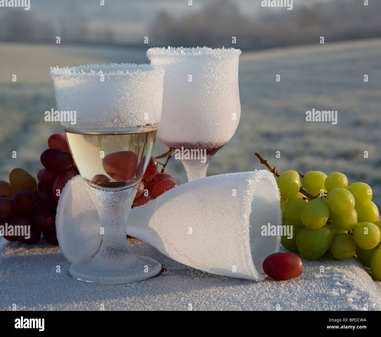 Frosted frozen wine glasses and grapes sparkling in early morning sunlight in winter countryside Weald of Kent UK Stock Photo