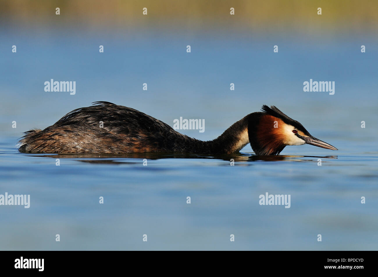 Greast crested grebe (podiceps cristatus) Greast crested grebe in a typical position of his wedding courtship. Stock Photo