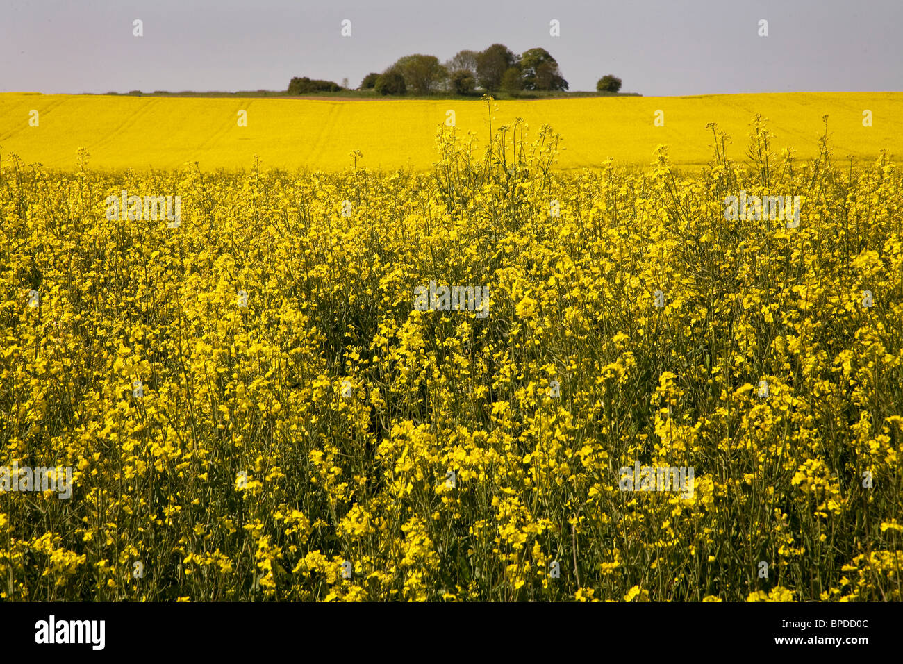 Brilliant field of ripe yellow rapeseed in spring near Woodchurch East Sussex UK Stock Photo