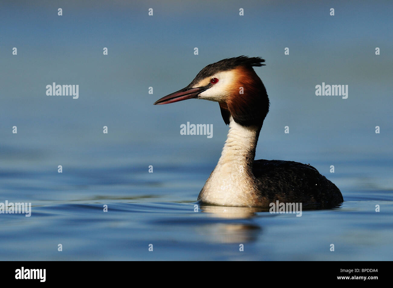 Adult of Great Crested Grebe (Podiceps cristatus) Stock Photo