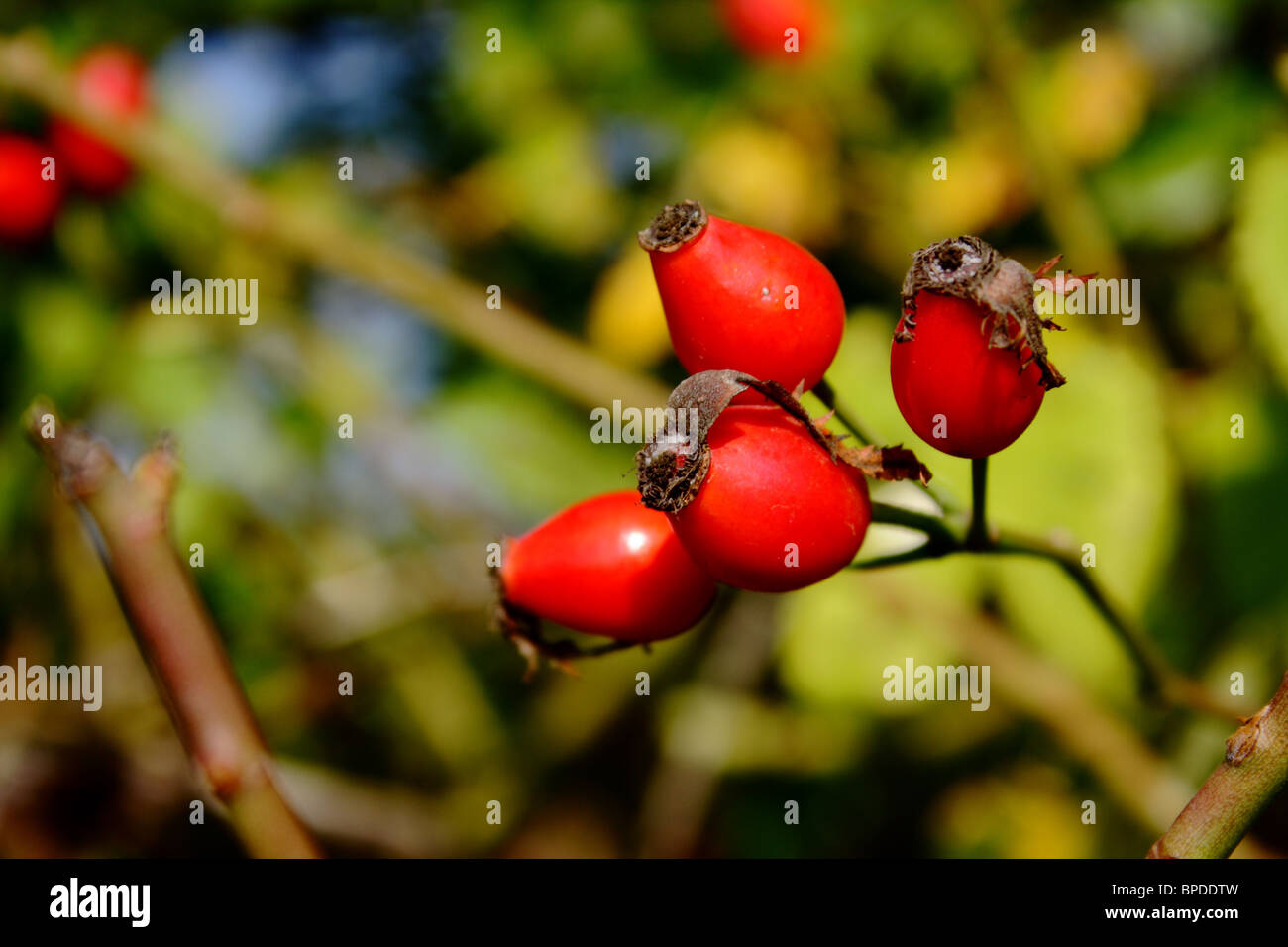 Rosa canina (dog rose Stock Photo Alamy