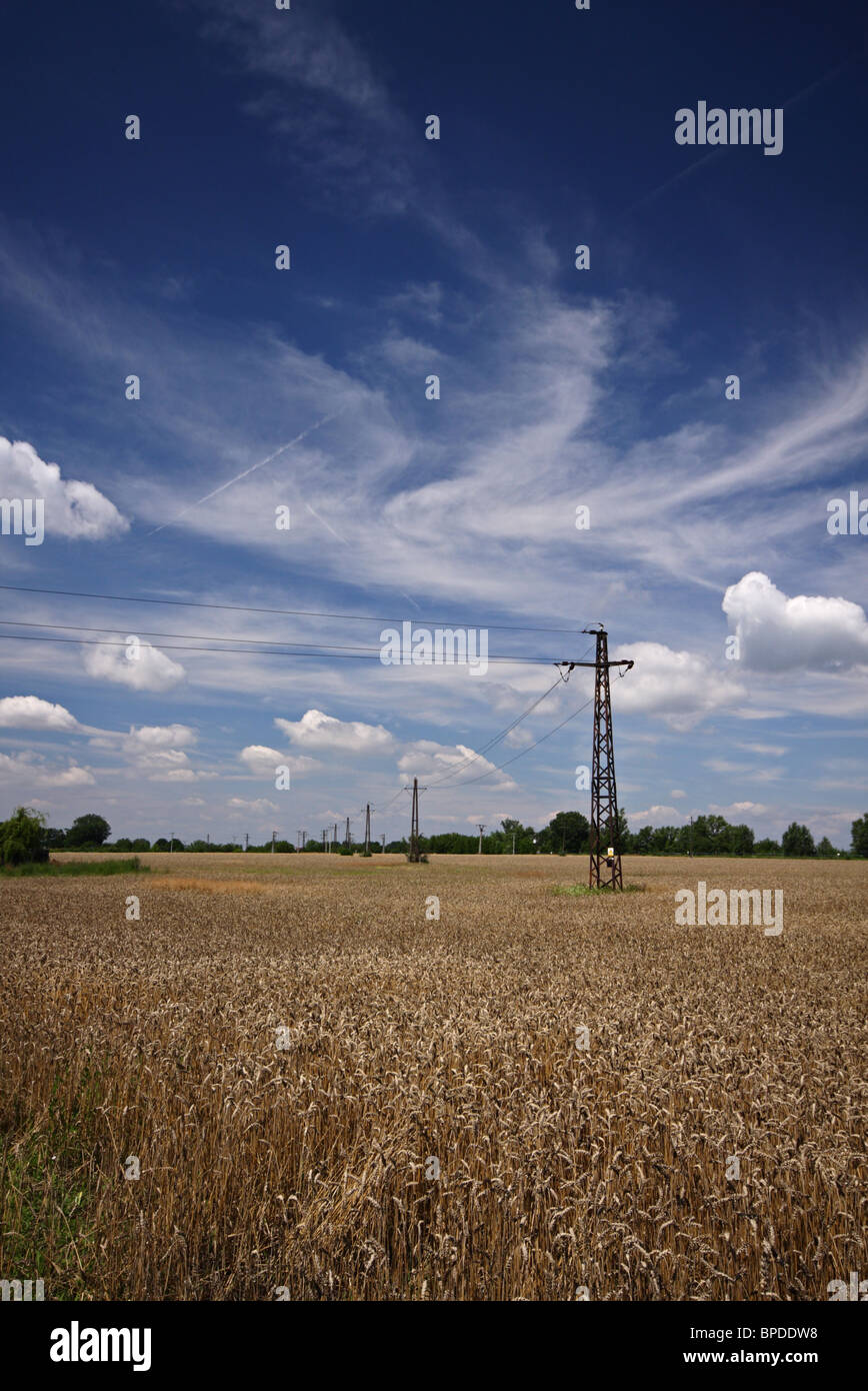 Wheat field with submission towers Stock Photo