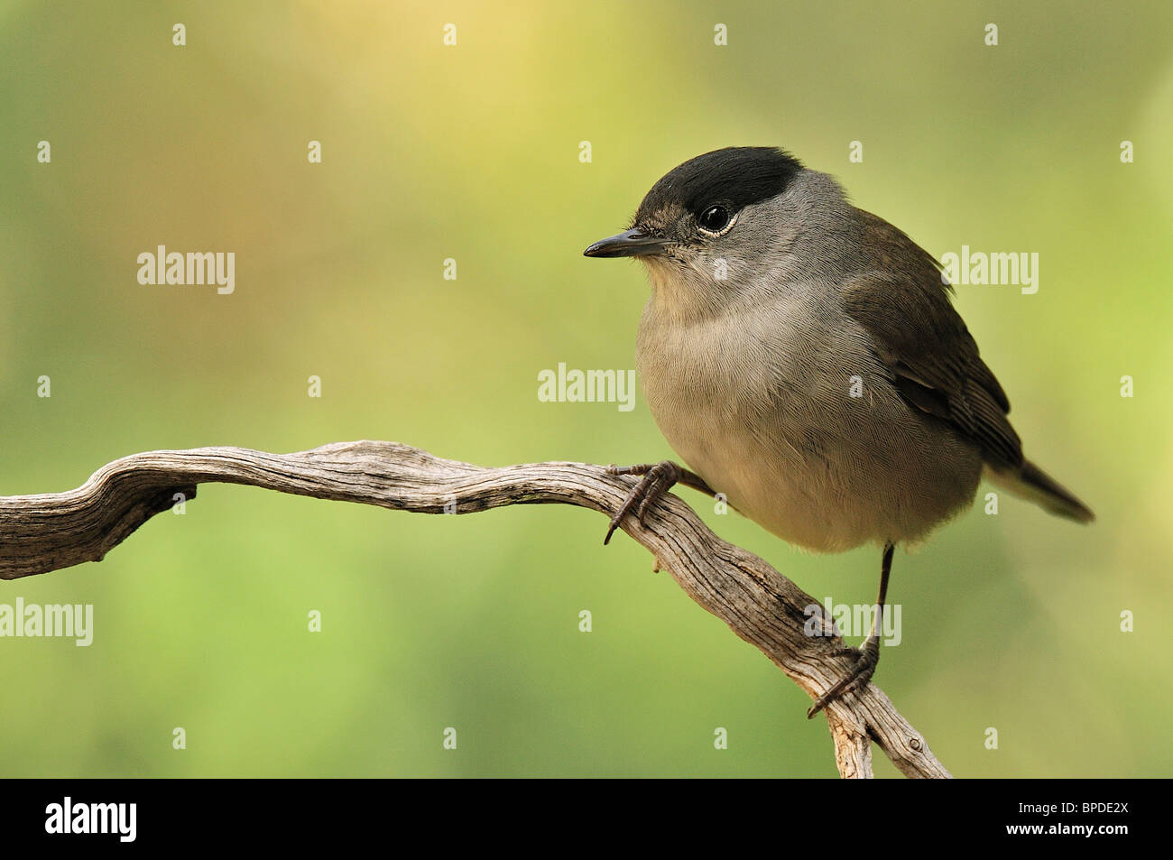 Blackcap (Sylvia atricapilla), male. Stock Photo