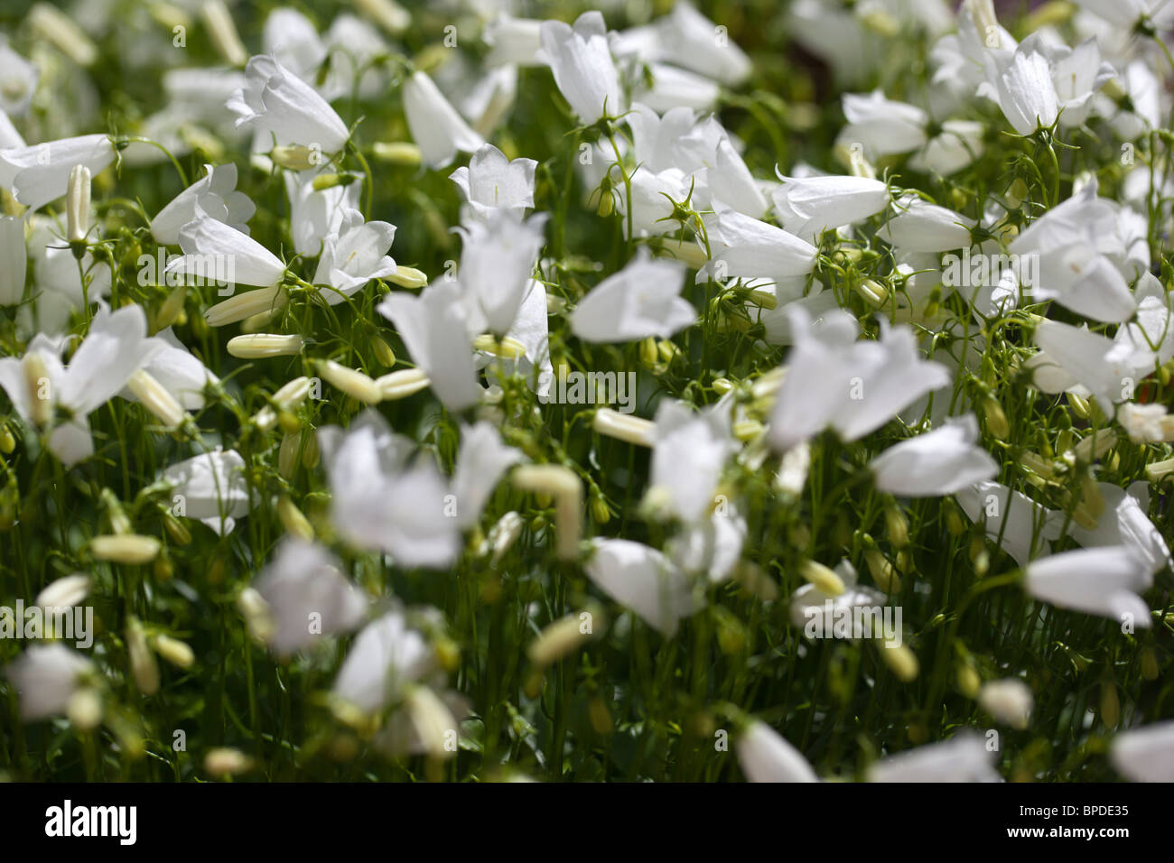 'Alba' Earleaf Bellflower, Dvärgklocka (Campanula cochlearifolia) Stock Photo