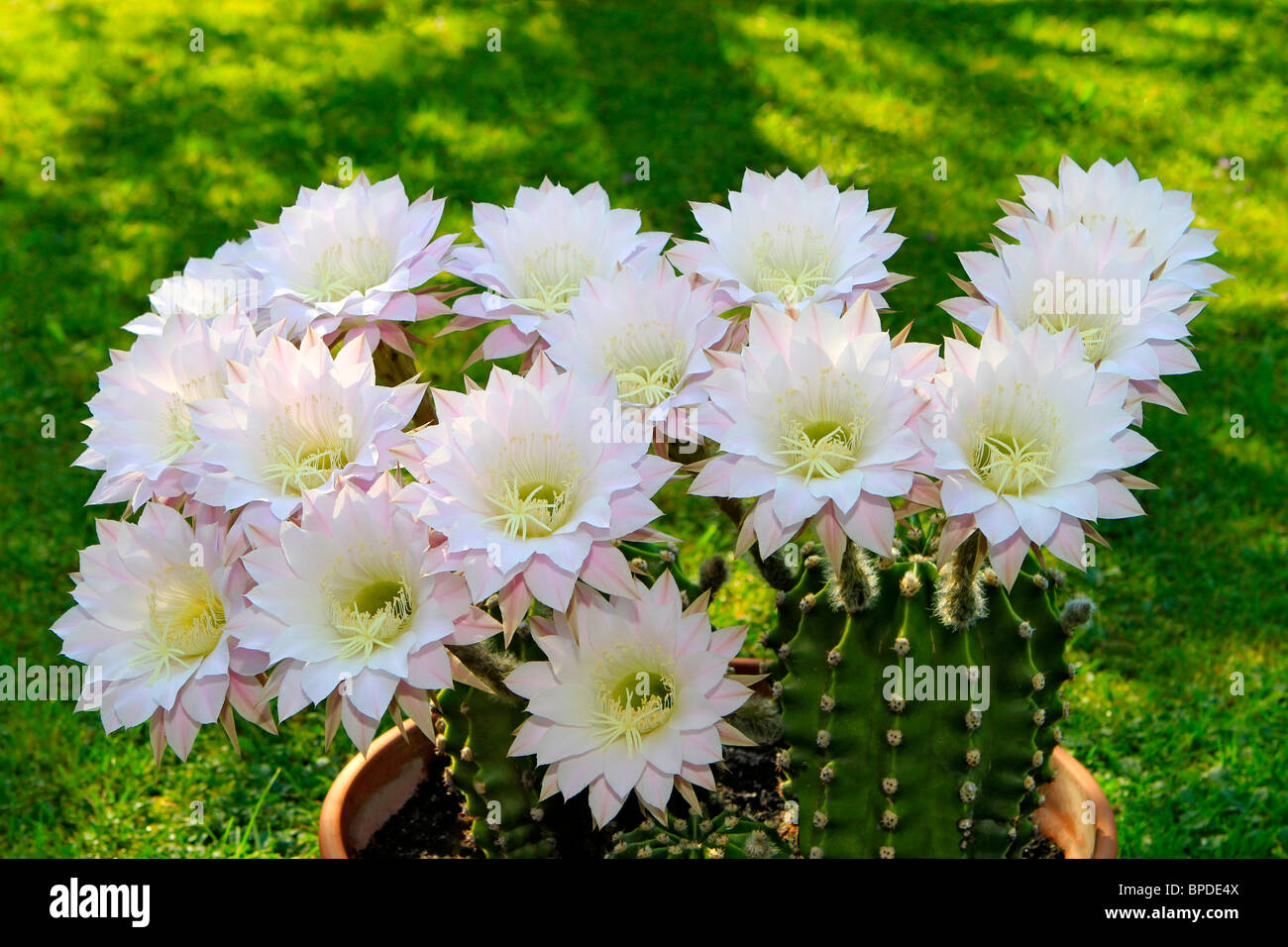 Blooming Cactus, Echinopsis Stock Photo Alamy