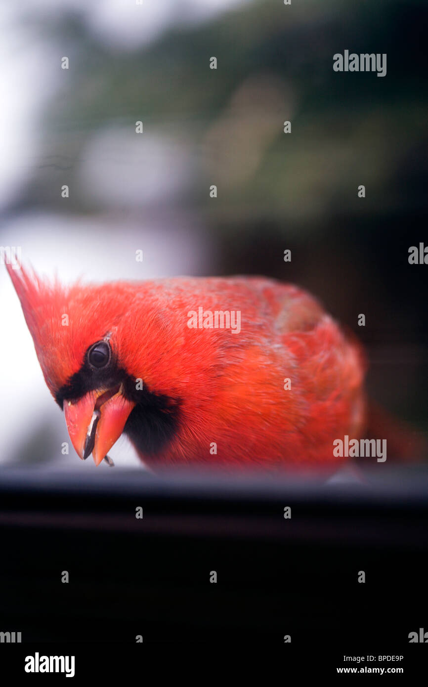 spiridon cardinal red