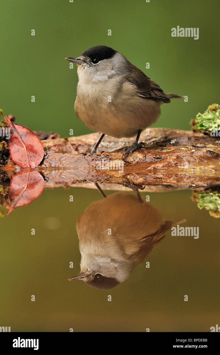 Blackcap, (Sylvia atricapilla), male reflected in the water. Stock Photo