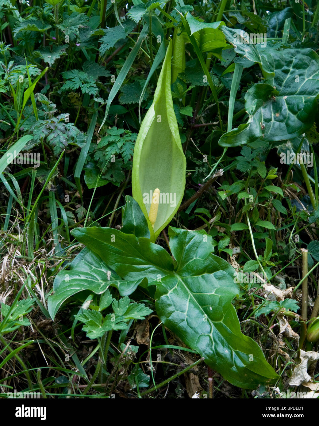 An Arum lily flowering amongst a hedgerow Stock Photo