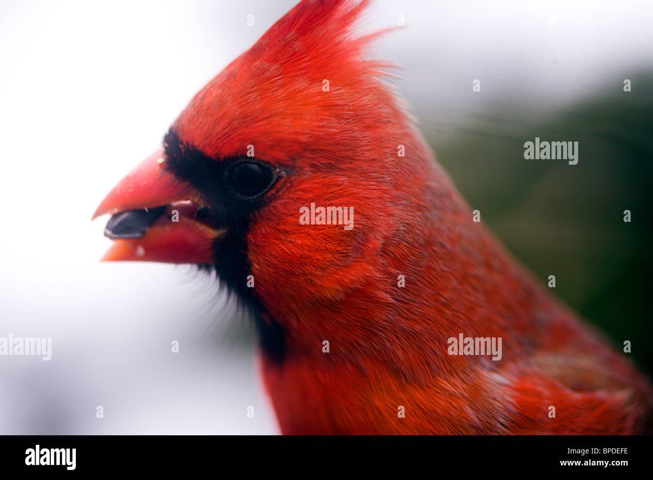spiridon cardinal red