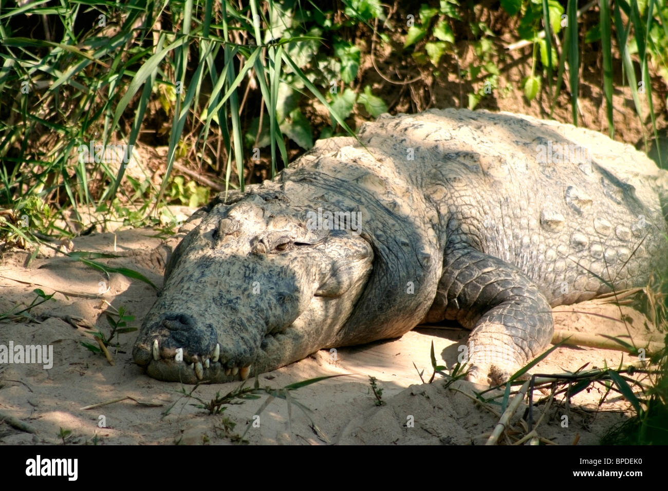 Mugger Crocodile Stock Photo - Alamy