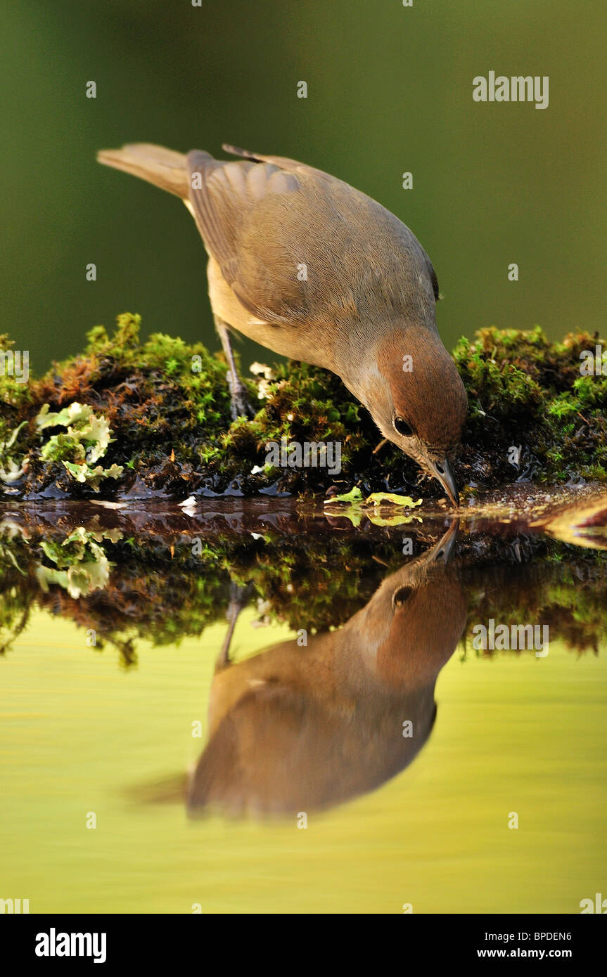 Blackcap (Sylvia atricapilla), female reflected in the water. Stock Photo