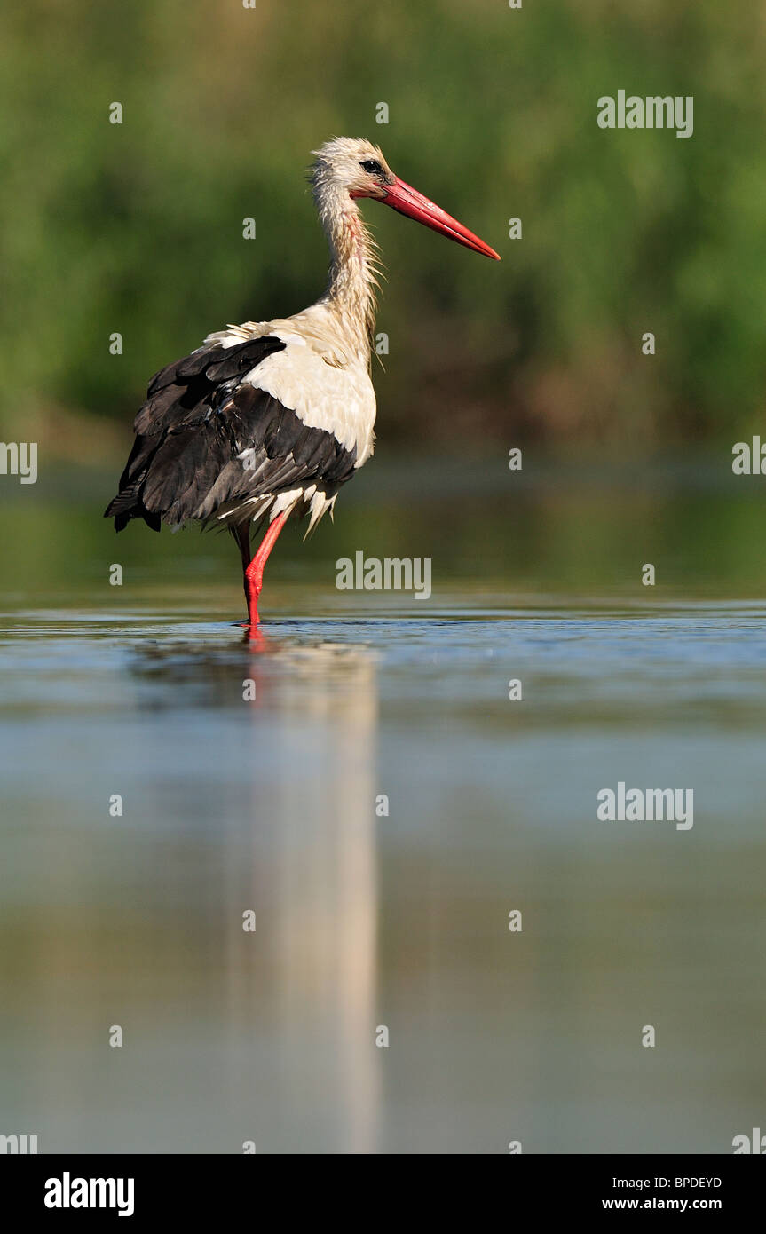 White stork (ciconia ciconia), young in the river. Stock Photo