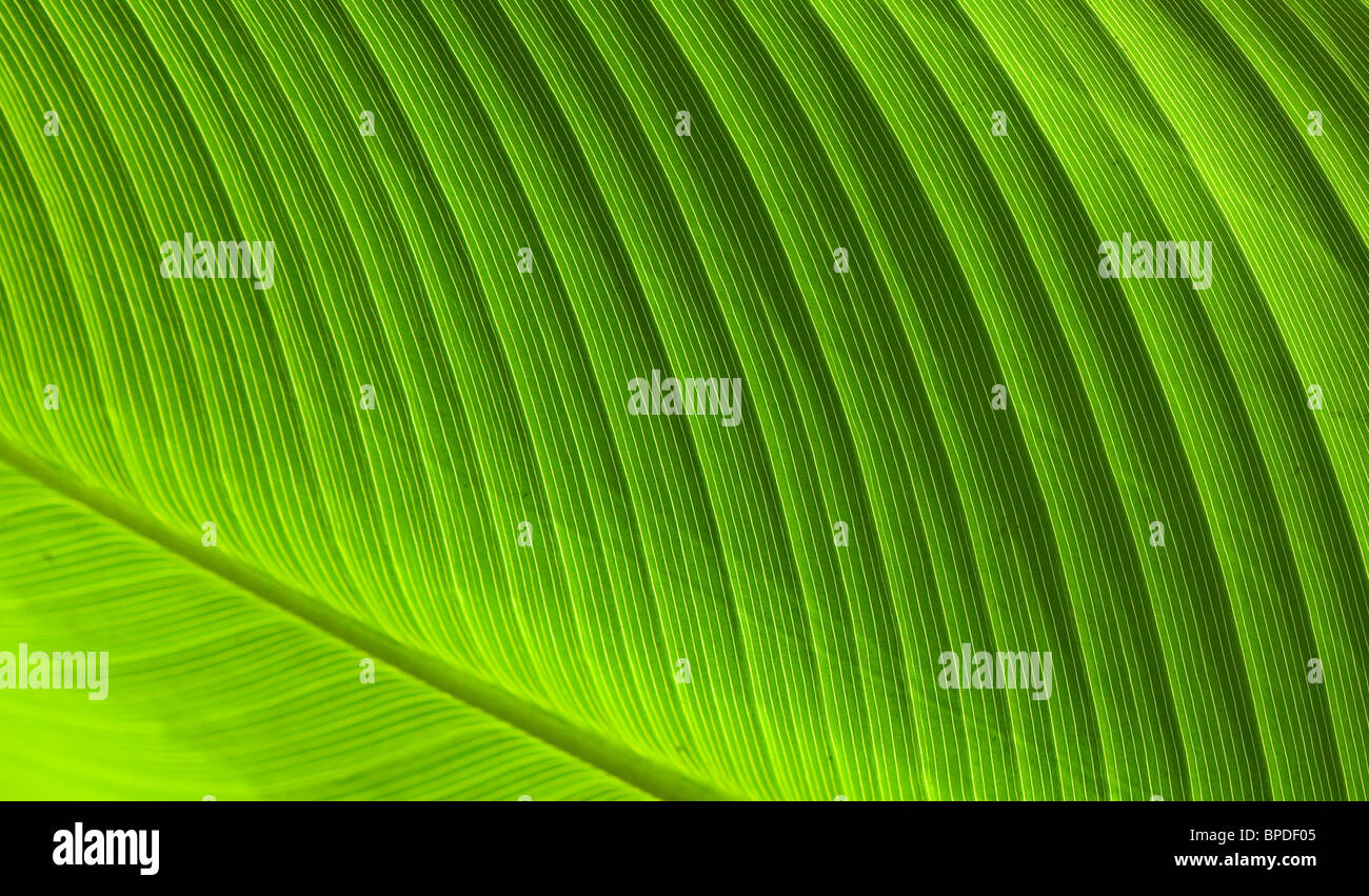 Leaf veination of a backlit banana leaf blade. Stock Photo