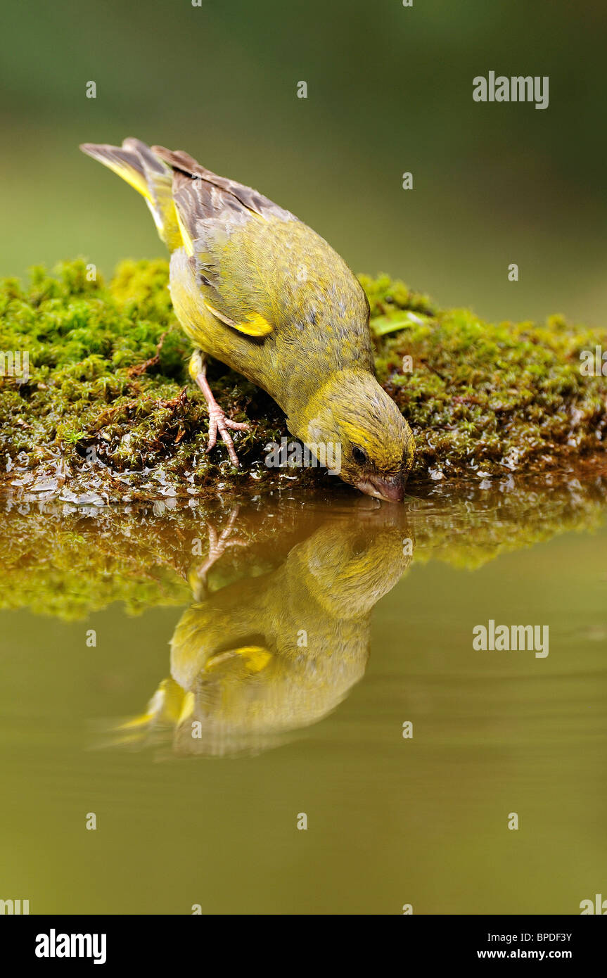 Greenfinch (Carduelis chloris) reflected and drinking in the water. Stock Photo