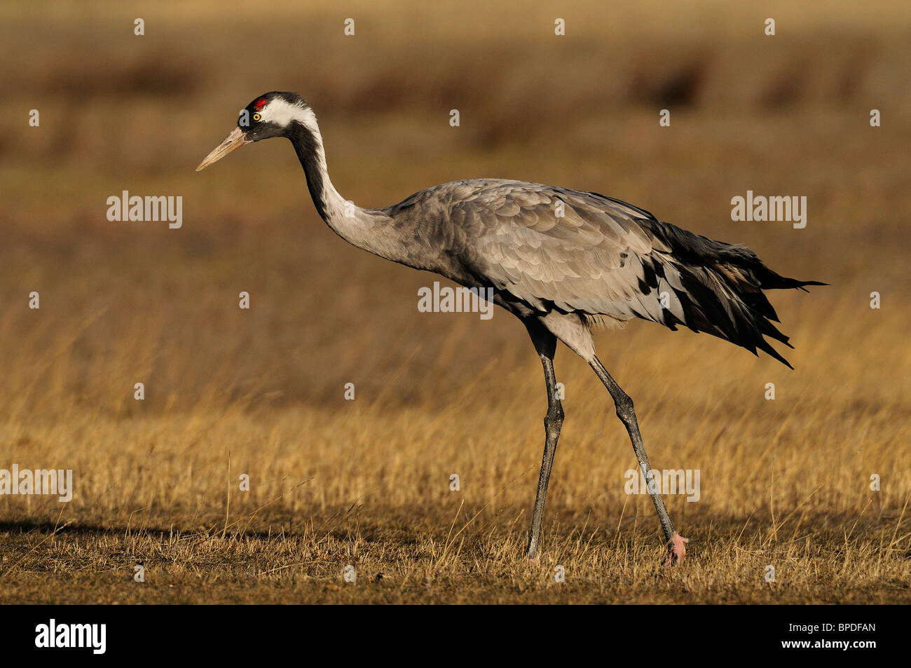 Common Crane (Grus grus) Stock Photo