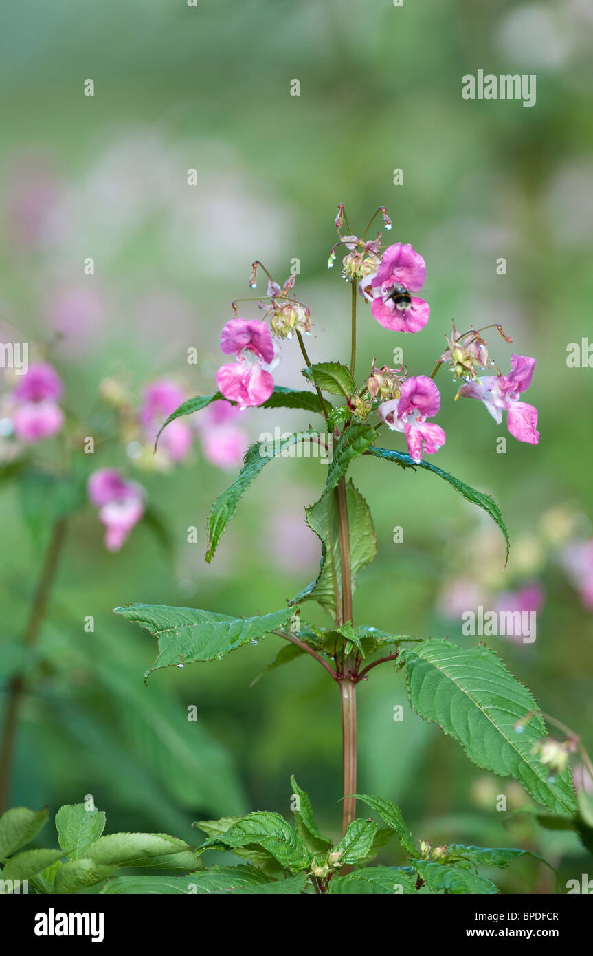 The Invasive weed Himalayan  balsam [impatiens glandulifera] with pollination being carried out by a buff tailed Bumblebee Stock Photo