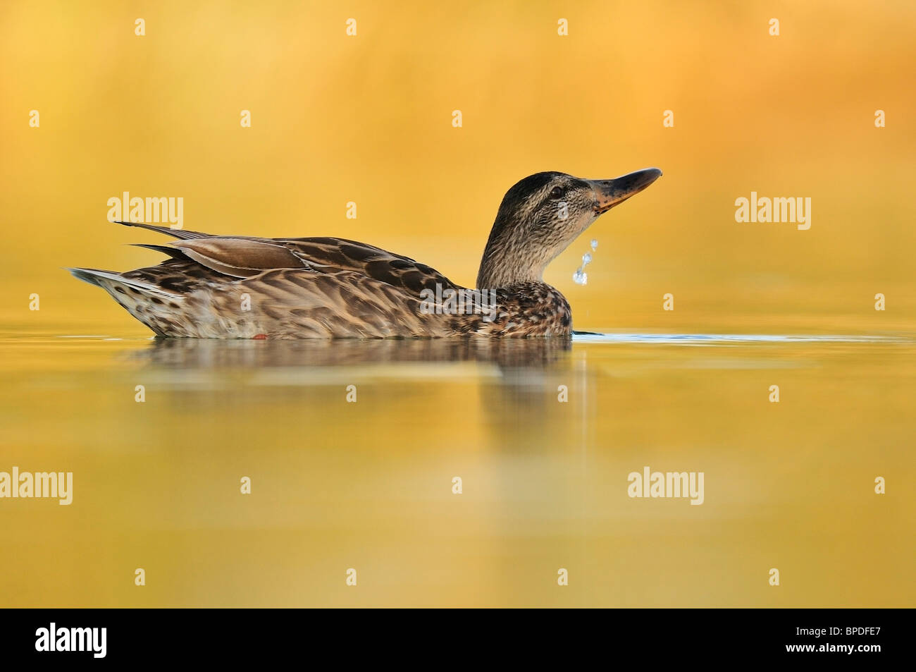 Mallard (Anas platyrhynchos), female in the lake to the dawn. Stock Photo