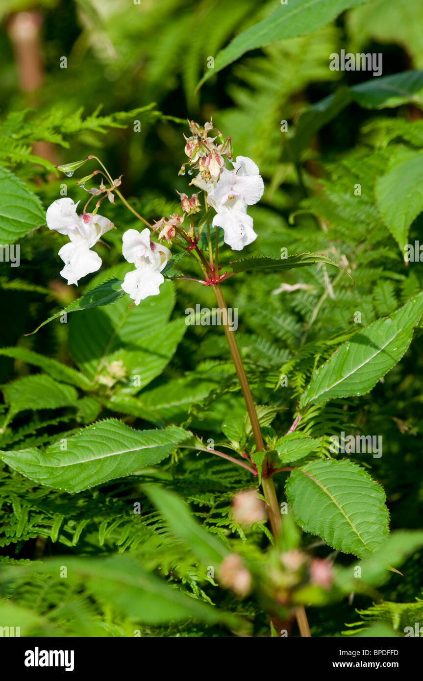 The white form of the Invasive weed Himalayan  balsam [impatiens glandulifera]. Stock Photo