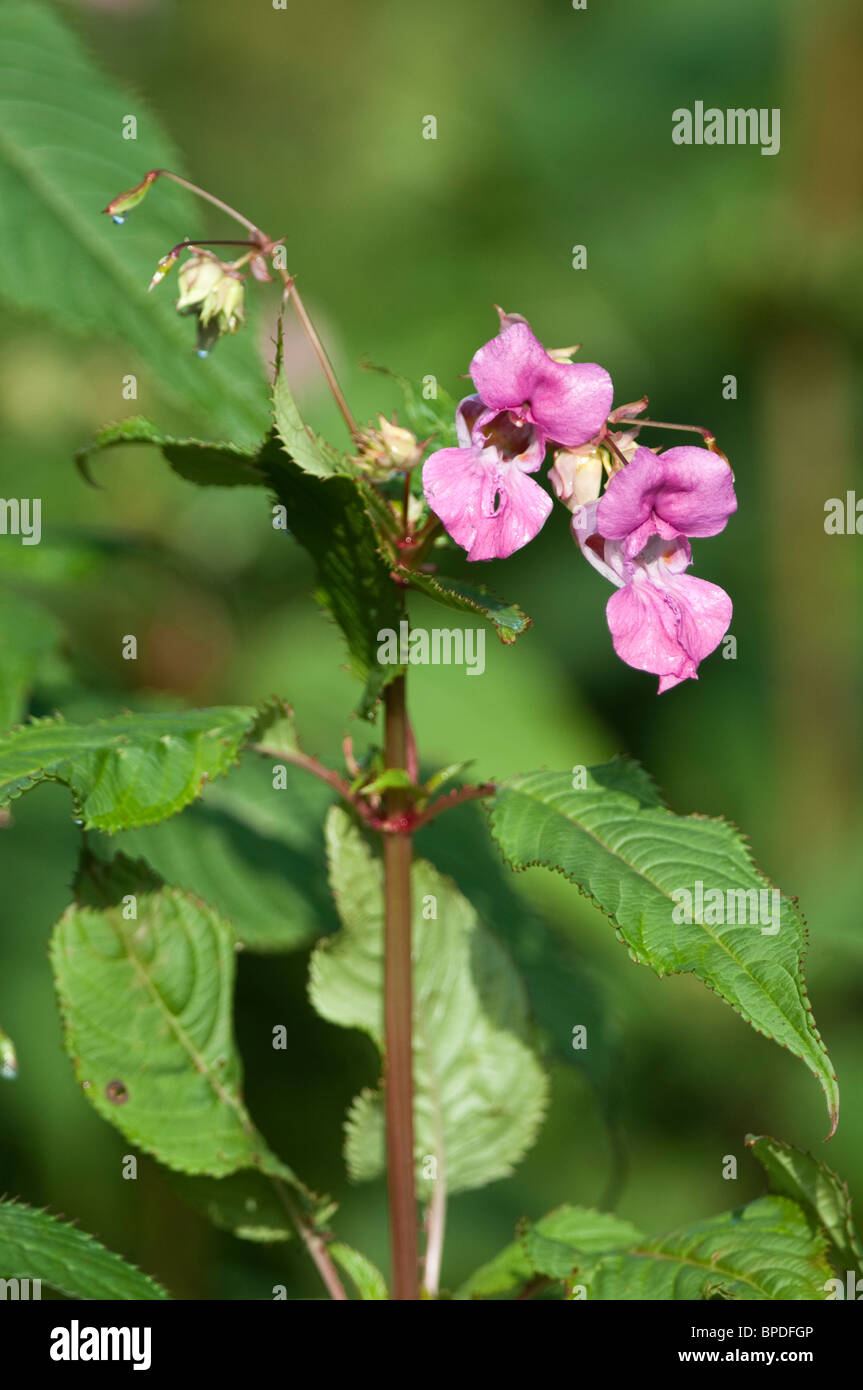 The Invasive weed Himalayan  balsam [impatiens glandulifera] with both blooms and the policemen's helmet shaped seed capsule. Stock Photo