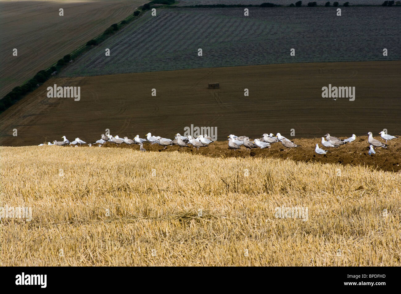 Seagulls Feeding On The Edge Of A Freshly Ploughed Field Stock Photo