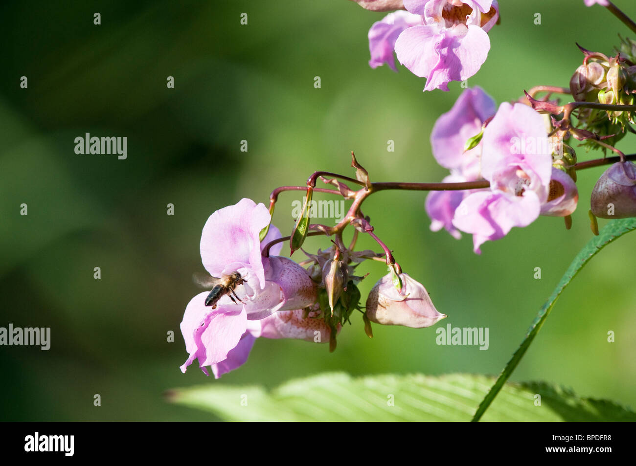 The Invasive weed Himalayan  balsam [impatiens glandulifera] with pollination being carried out by a Honey bee Stock Photo