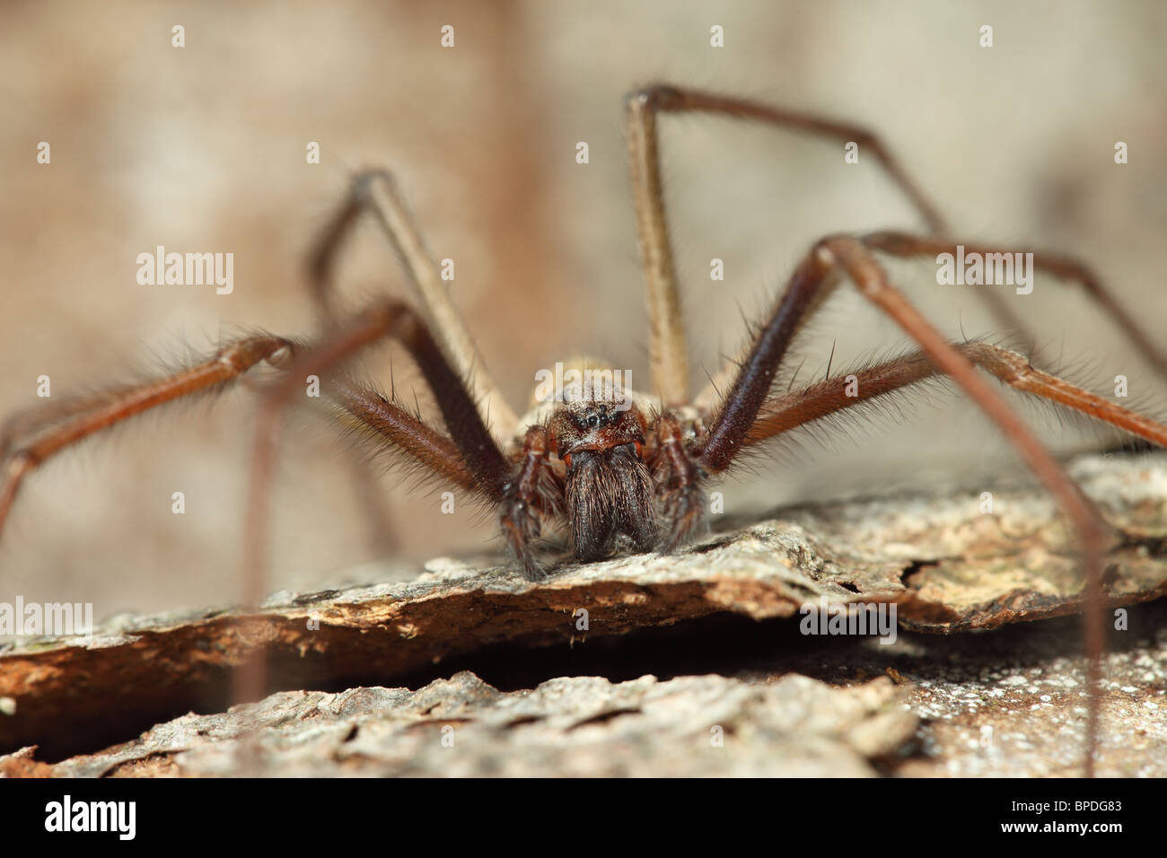 Close Up of a Spider Tegenaria gigantea Stock Photo