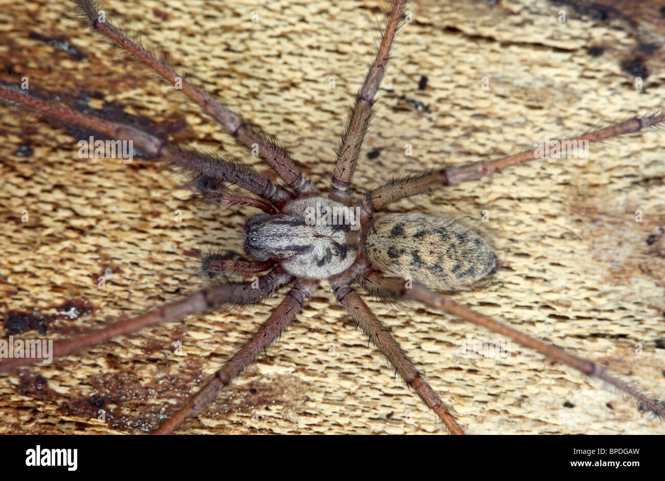 Close Up of a Spider Tegenaria gigantea Stock Photo