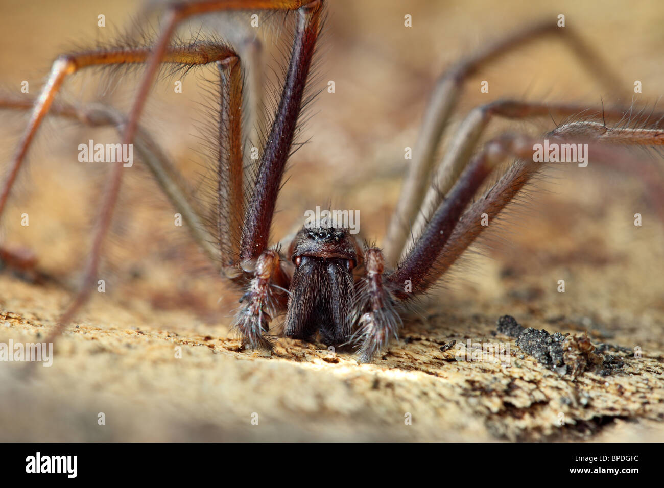 Close Up of a Spider Tegenaria gigantea Stock Photo