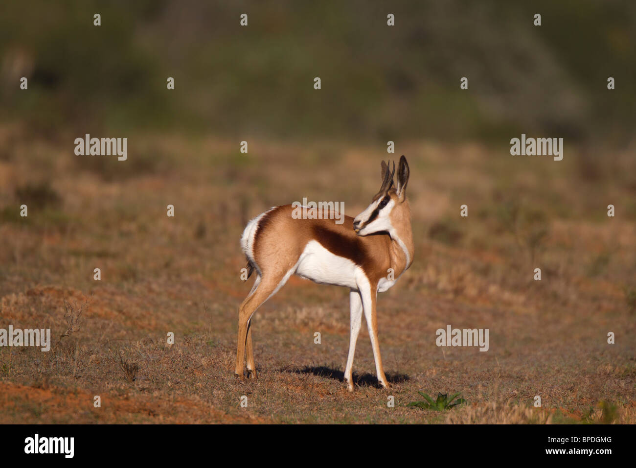 Young Springbuck Grooming Himself Stock Photo