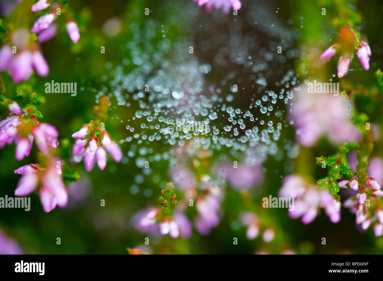 Water on a web surrounded by heather Stock Photo